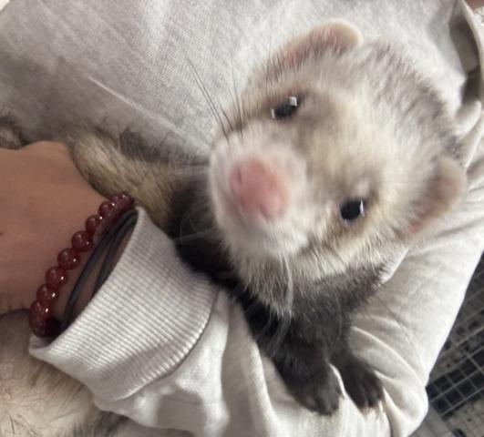 フェレット ファーファーム