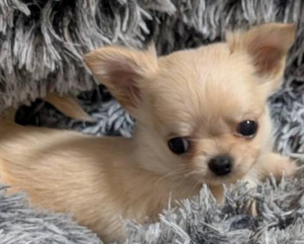 チワワ（ロングコート）