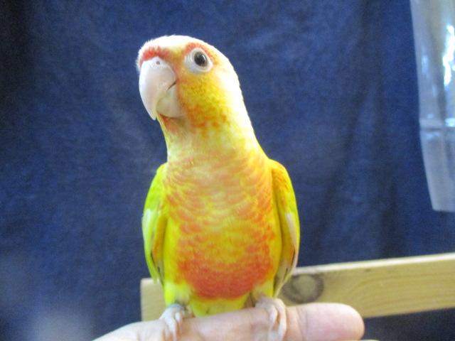 ホオミドリウロコインコ