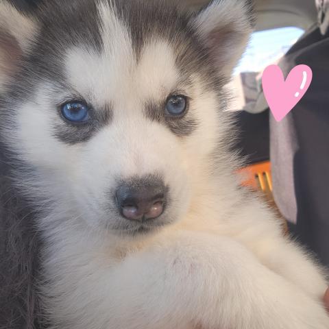 宝石の様に美しい瞳ブルーアイ☆額のハートが可愛い♡とっても甘えん坊さん♡