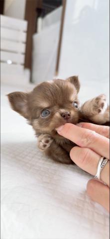 チワワ（ロングコート）