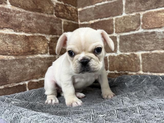 フレンチブルドッグ