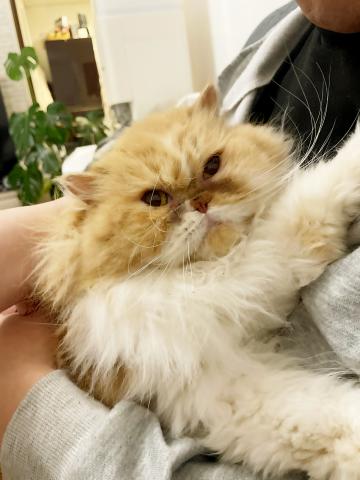 ミヌエット(旧ナポレオン)