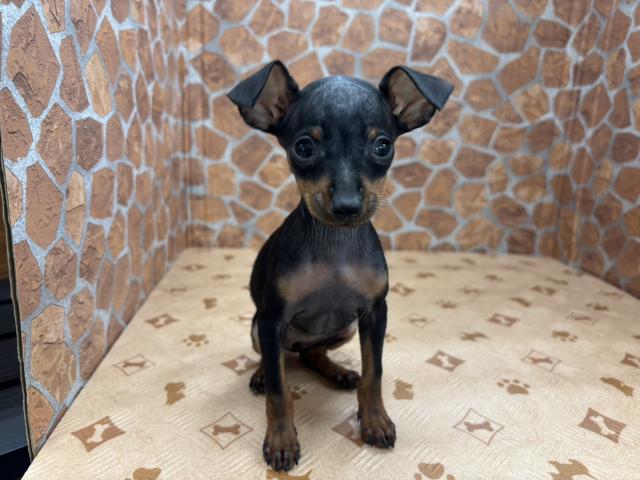 ミニチュアピンシャー