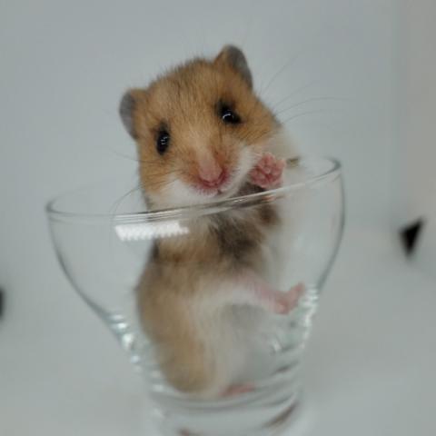 シリアンハムスター(ゴールデン)