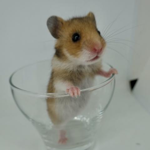シリアンハムスター(ゴールデン)