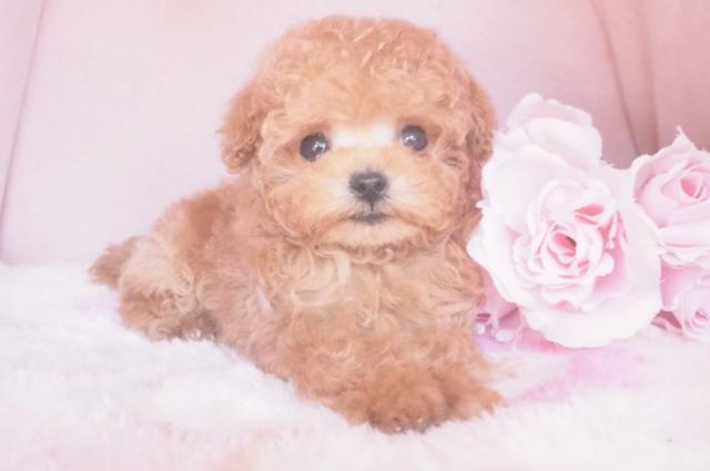 トイプードルティーカッププードル