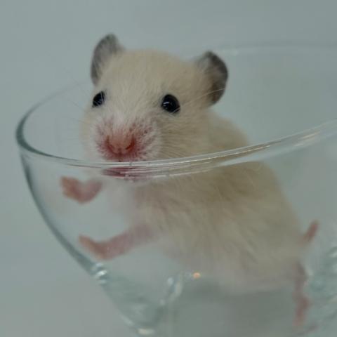 シリアンハムスター(クリーム)