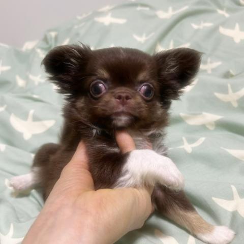 チワワ（ロングコート）