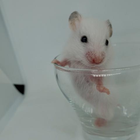 シリアンハムスター(黒目ホワイト)