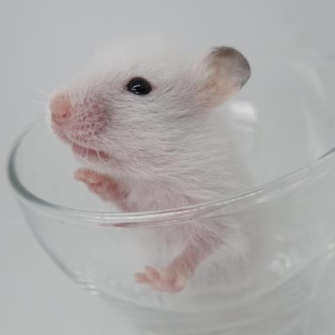 シリアンハムスター(黒目ホワイト)