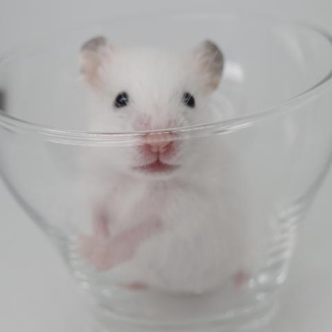 シリアンハムスター(黒目ホワイト)