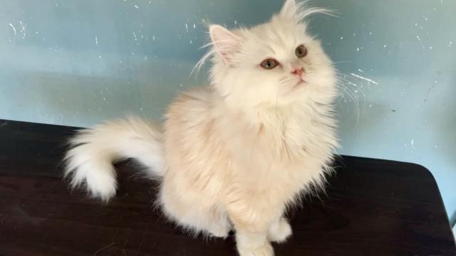 甘えん坊🩵抱っこOKの2頭身イケメン