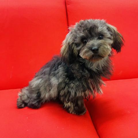 【2月の新顔】マルプーMIX