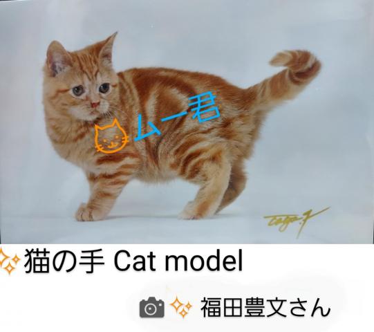 アメリカンショートヘアー