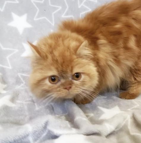 ミヌエット🌸里親募集