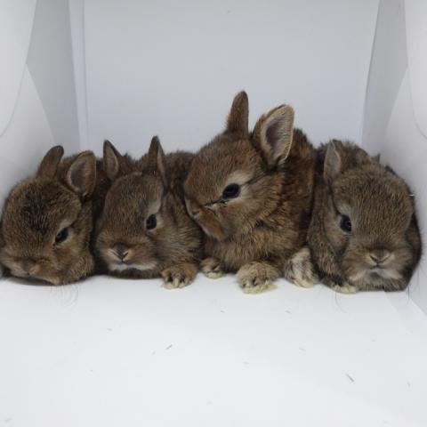 ネザーランドドワーフ（チェスナット