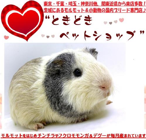 イングリッシュモルモット【YouTube動画更新しました♪(撮影２/８)】