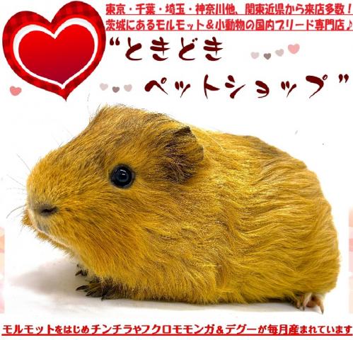 イングリッシュモルモット【YouTube動画更新しました（２／１２）】