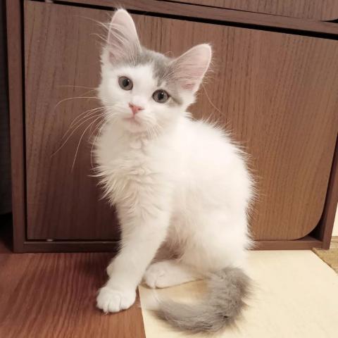 マンチカン男の子(足長)