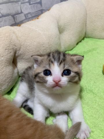 スコティッシュフォールド