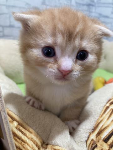 スコティッシュフォールド