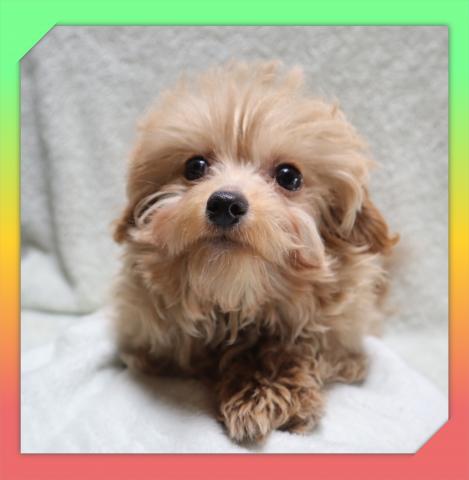 MIX●チワプー●