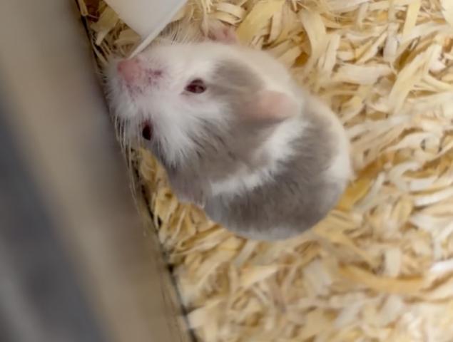 ハムスター ロボロフスキー