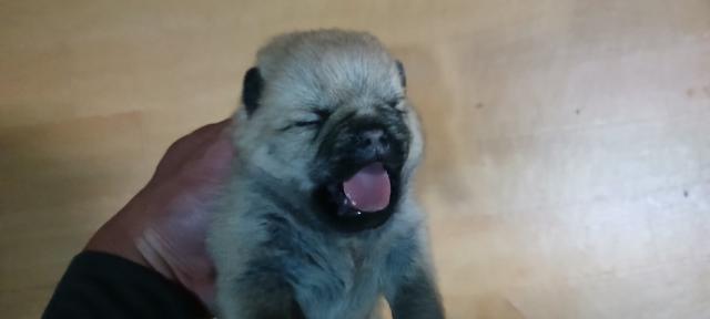 MIX★父パグ★母ポメラニアン★女の子2匹★