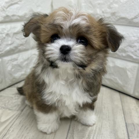 MIX✩.*˚チワマル✩.*˚