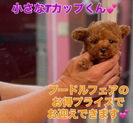 トイプードルプードルフェア開催中💕Tカップサイズの超可愛い子💕《プレミアクラス》💕実際に見たら驚きの見事なドワーフ体型の子💕