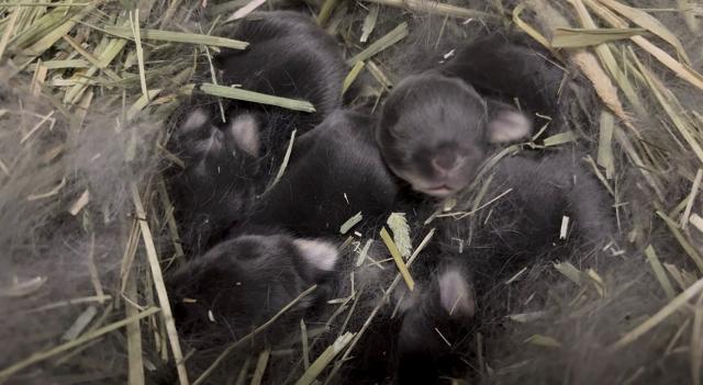 ネザーランドドワーフ