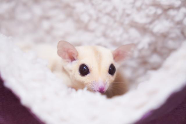 ピンクアイ＆ストロベリノ血統 クリミノホワイトフェイスヘテロプラチナ＆リューシ