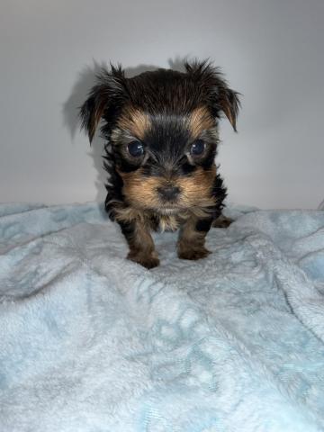 ヨークシャーテリア