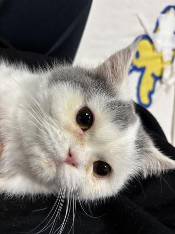 ミヌエット（旧ナポレオン）