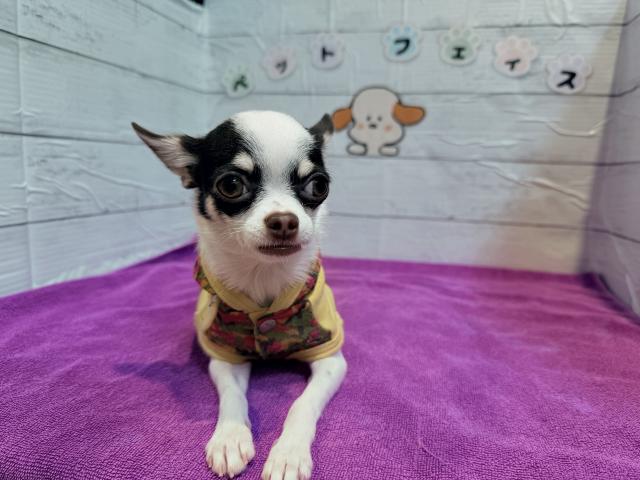 チワワ（スムースコート）