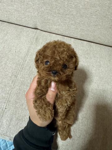 トイプードルマイクロティーカッププードル