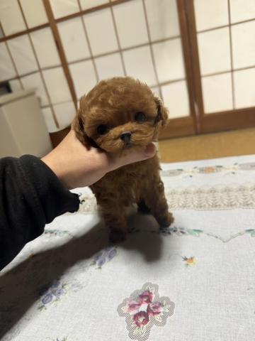 トイプードルティーカッププードル