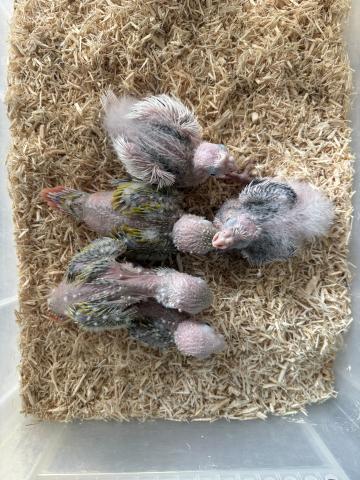 オカメインコ，ウロコインコ