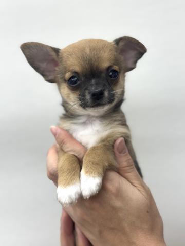 チワワ（スムースコート）