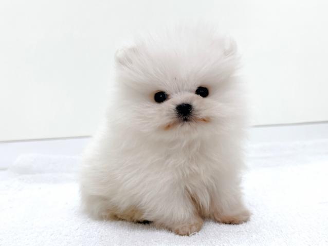ポメラニアン
