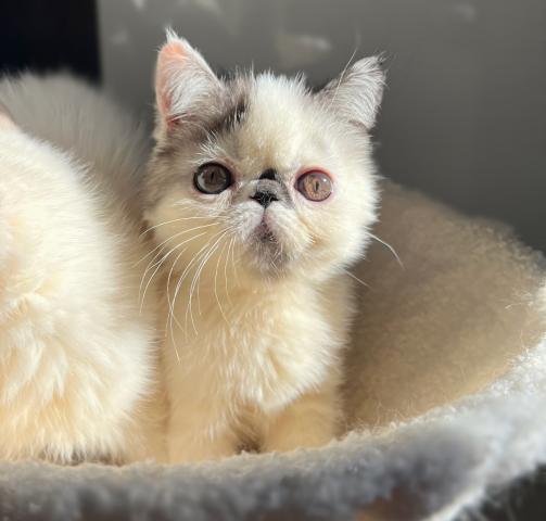 エキゾチックショートヘアー