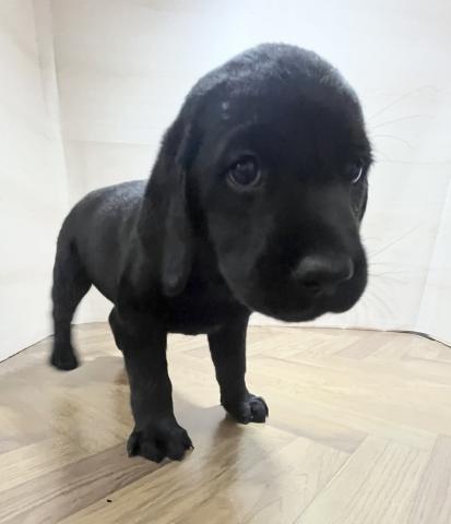 ラブラドールレトリーバー