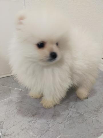 ポメラニアン