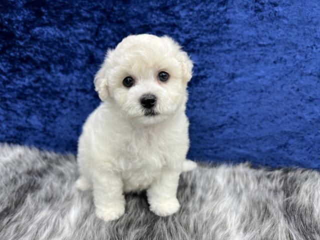 ビションフリーゼ