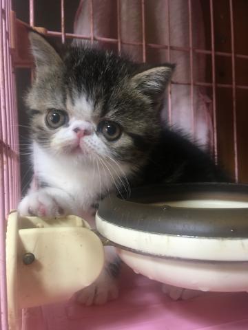 エキゾチックショートヘアー