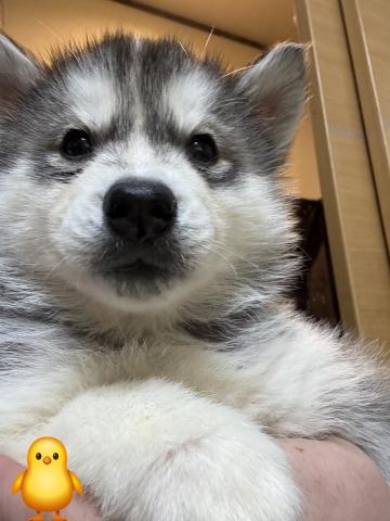 シベリアンハスキー