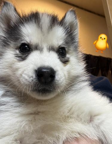 シベリアンハスキー