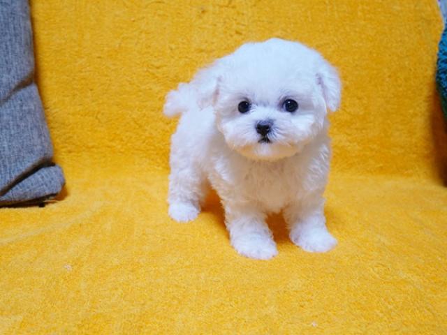 ビションフリーゼ