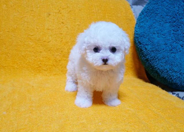 ビションフリーゼ